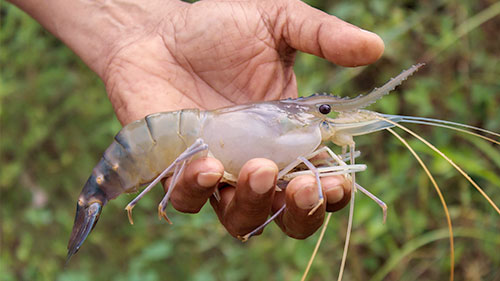 lecithin pakan udang